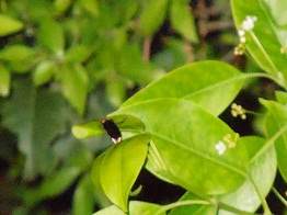 e0175370_9392630.jpg
