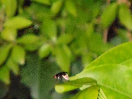 e0175370_9394011.jpg