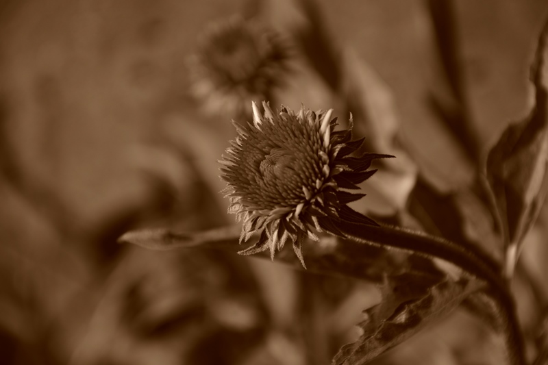 f0342371_86251.jpg