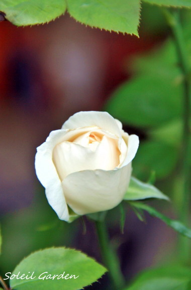 e0154682_00045224.jpg
