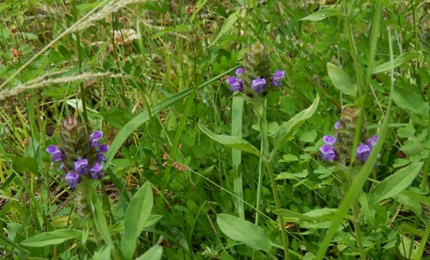 c0144185_1011310.jpg