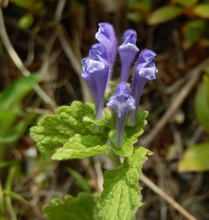 c0144185_103683.jpg