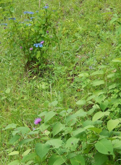 c0144185_1132521.jpg