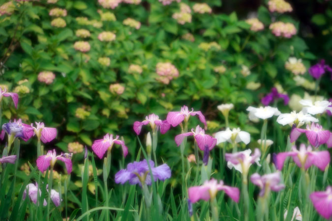 a0263109_21383625.jpg