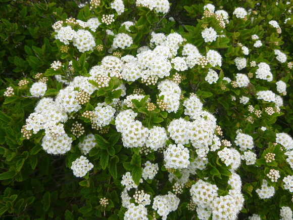 d0170615_11562299.jpg