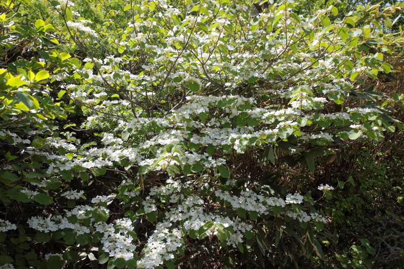c0369219_14200621.jpg
