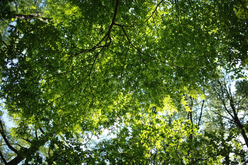 c0369219_16582041.jpg
