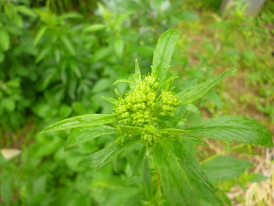 f0228619_15203551.jpg