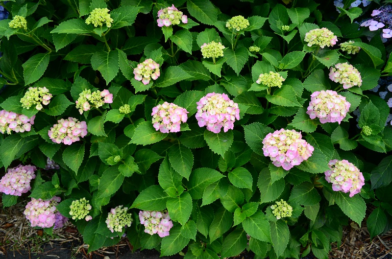 b0288942_8472292.jpg