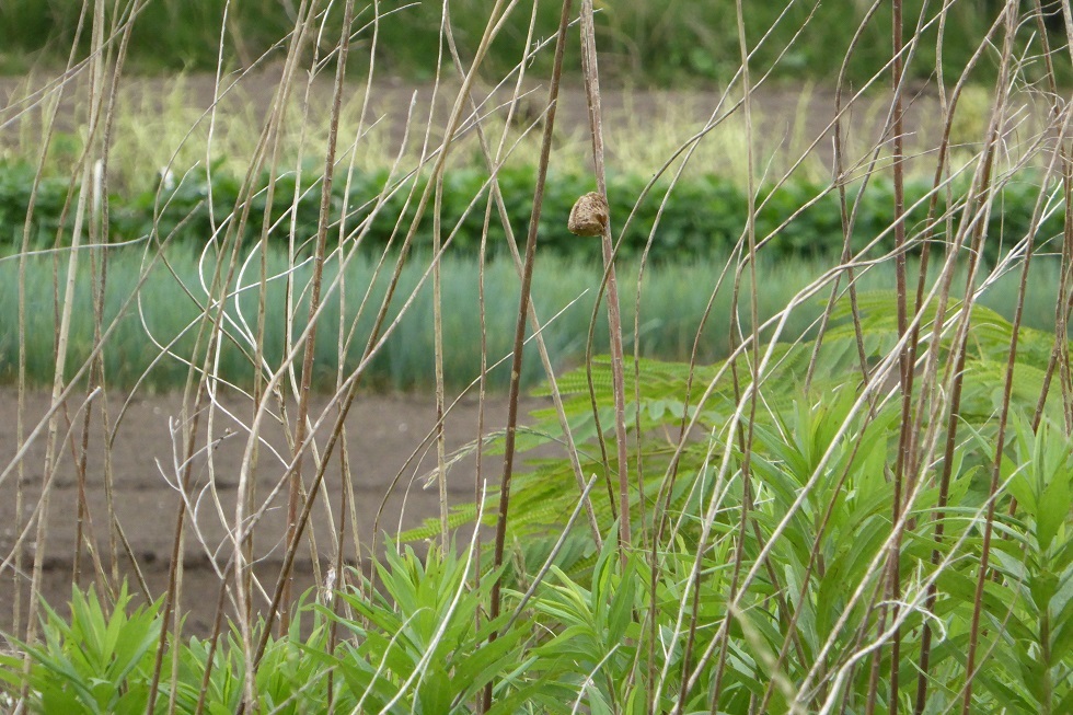 d0288144_20174442.jpg