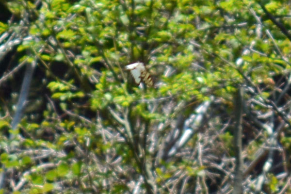 c0043361_20285739.jpg