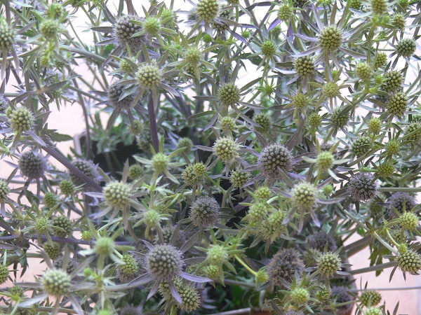 e0140986_1535926.jpg