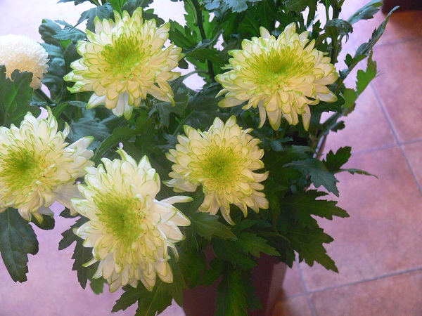 e0140986_15361220.jpg