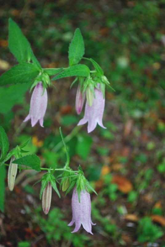 e0025300_16473463.jpg