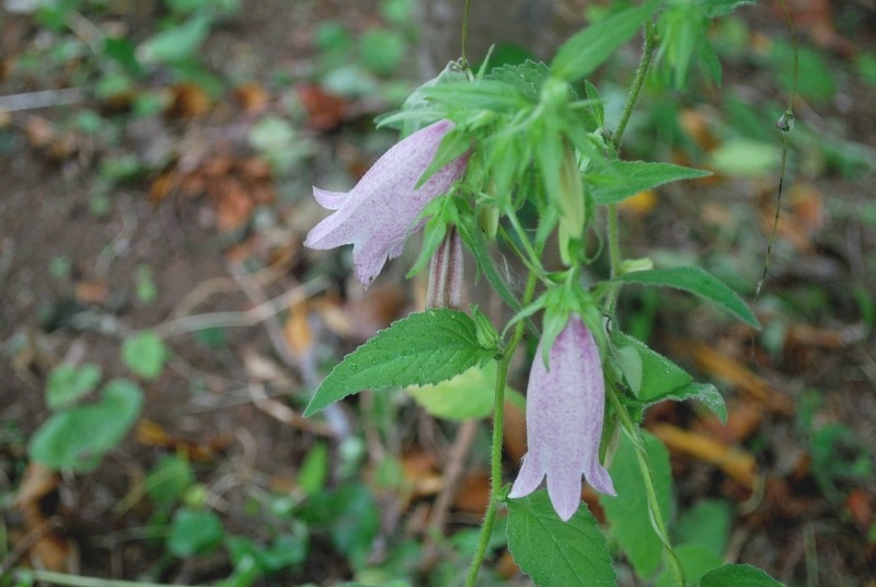 e0025300_1652375.jpg