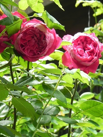 c0152002_16432103.jpg
