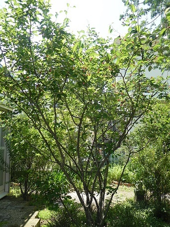 c0152002_16444736.jpg