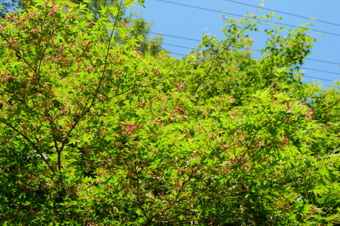 b0281732_16115526.jpg