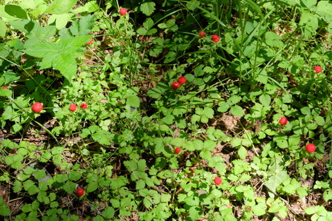b0281732_1685840.jpg
