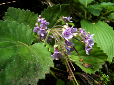 e0272335_20411579.jpg