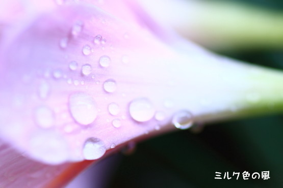 c0368870_17281765.jpg