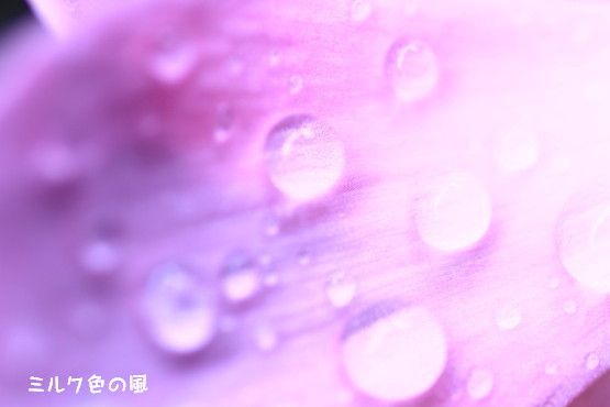 c0368870_17282689.jpg