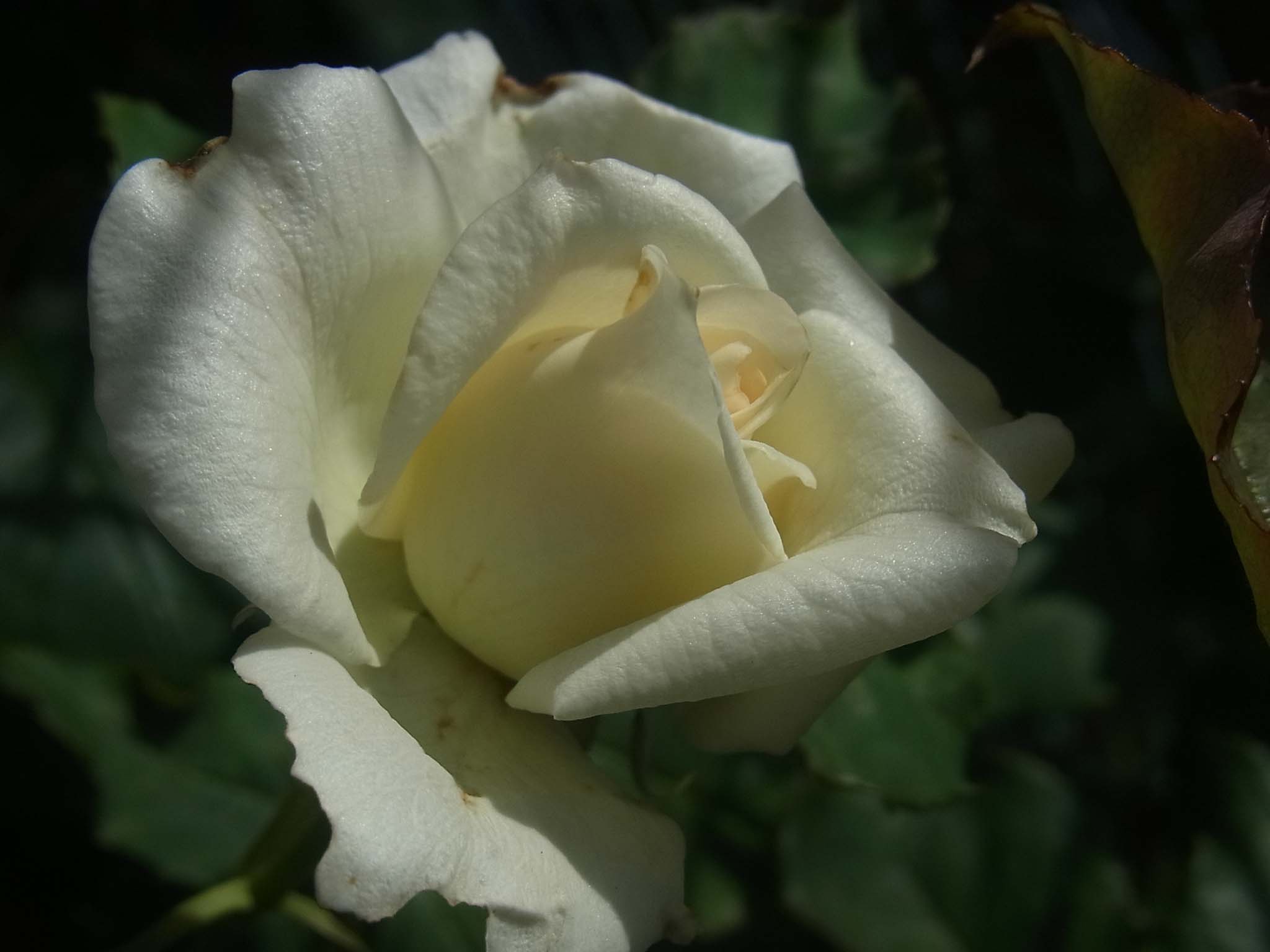 d0164495_73416.jpg