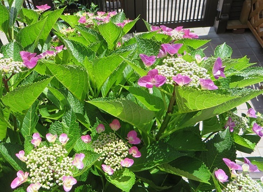 c0280322_14311219.jpg