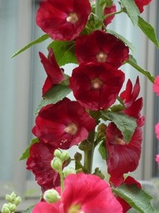 e0033229_21575279.jpg