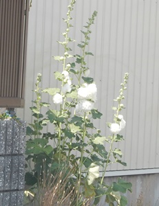 e0033229_22154364.jpg