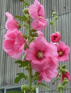 e0033229_2242960.jpg