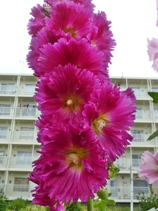 e0033229_2246712.jpg