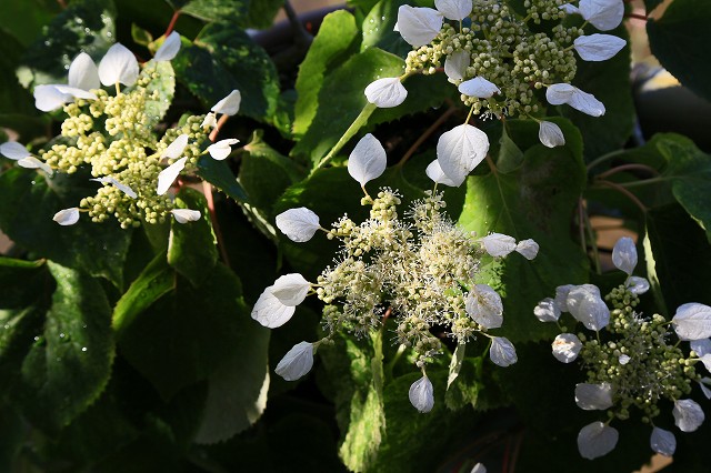 a0242438_19265991.jpg