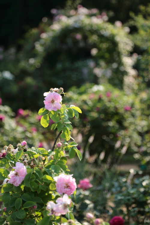 a0258549_433198.jpg
