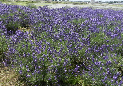 e0172950_2132335.jpg