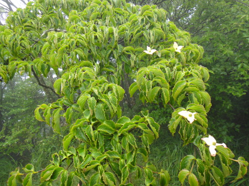 c0179351_2157331.jpg