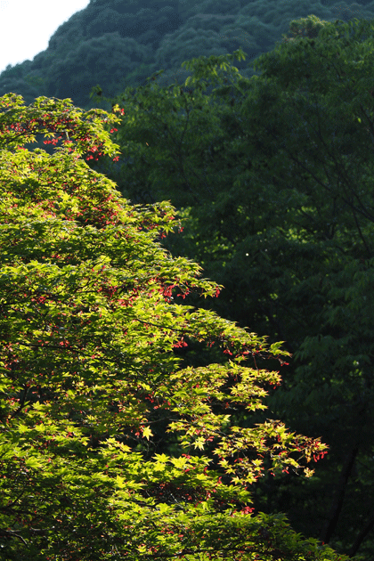 e0346064_23154840.gif