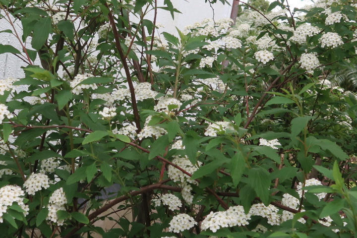 e0292172_20101759.jpg