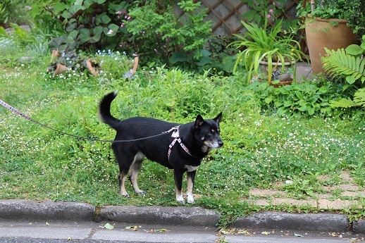 c0337990_10052429.jpg