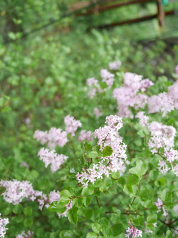 c0090198_15233572.jpg