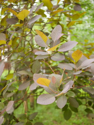 c0090198_1525114.jpg