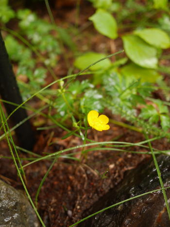 c0090198_15253041.jpg