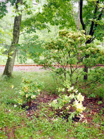 c0090198_1594392.jpg