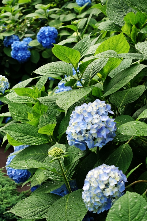 e0277800_1321983.jpg