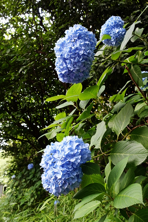 e0277800_13231394.jpg