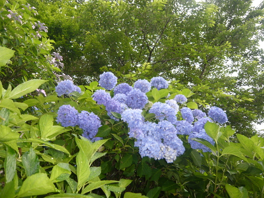 a0206332_8244573.jpg