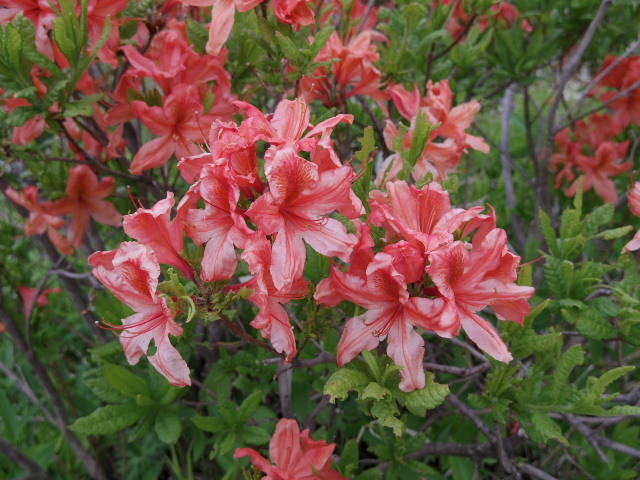 f0300637_22225807.jpg