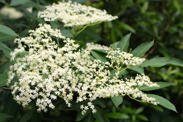 c0153740_20425615.jpg
