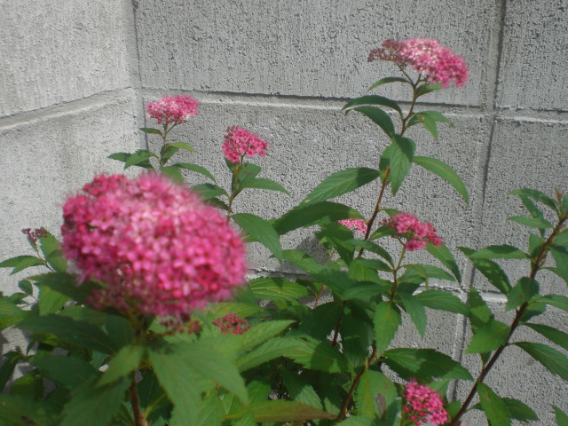 f0153475_18224891.jpg
