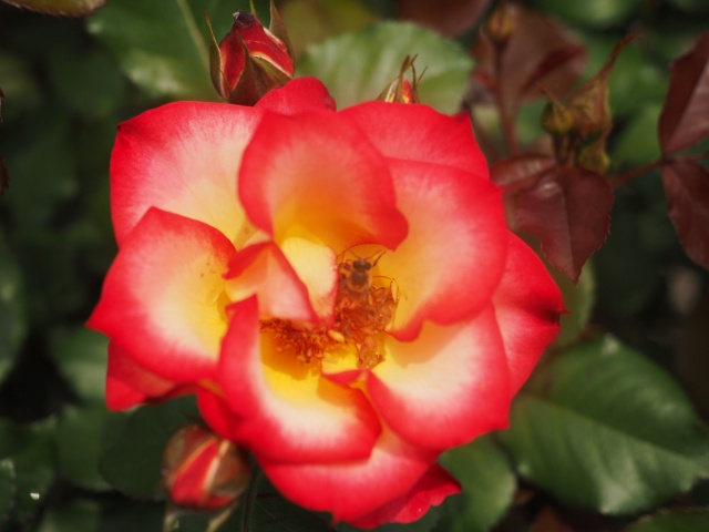 c0183777_19323550.jpg